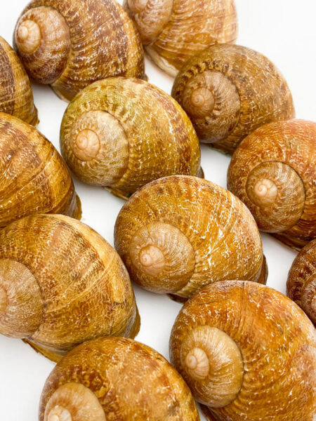 МУШЛІ І БЛАНШОВАНЕ МʼЯСО РАВЛИКІВ HELIX ASPERSA MAXIMA